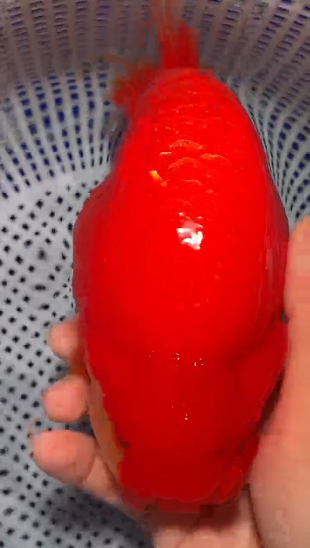 金鱼（运费自理，马印灯照射）福州追鱼兰寿金鱼