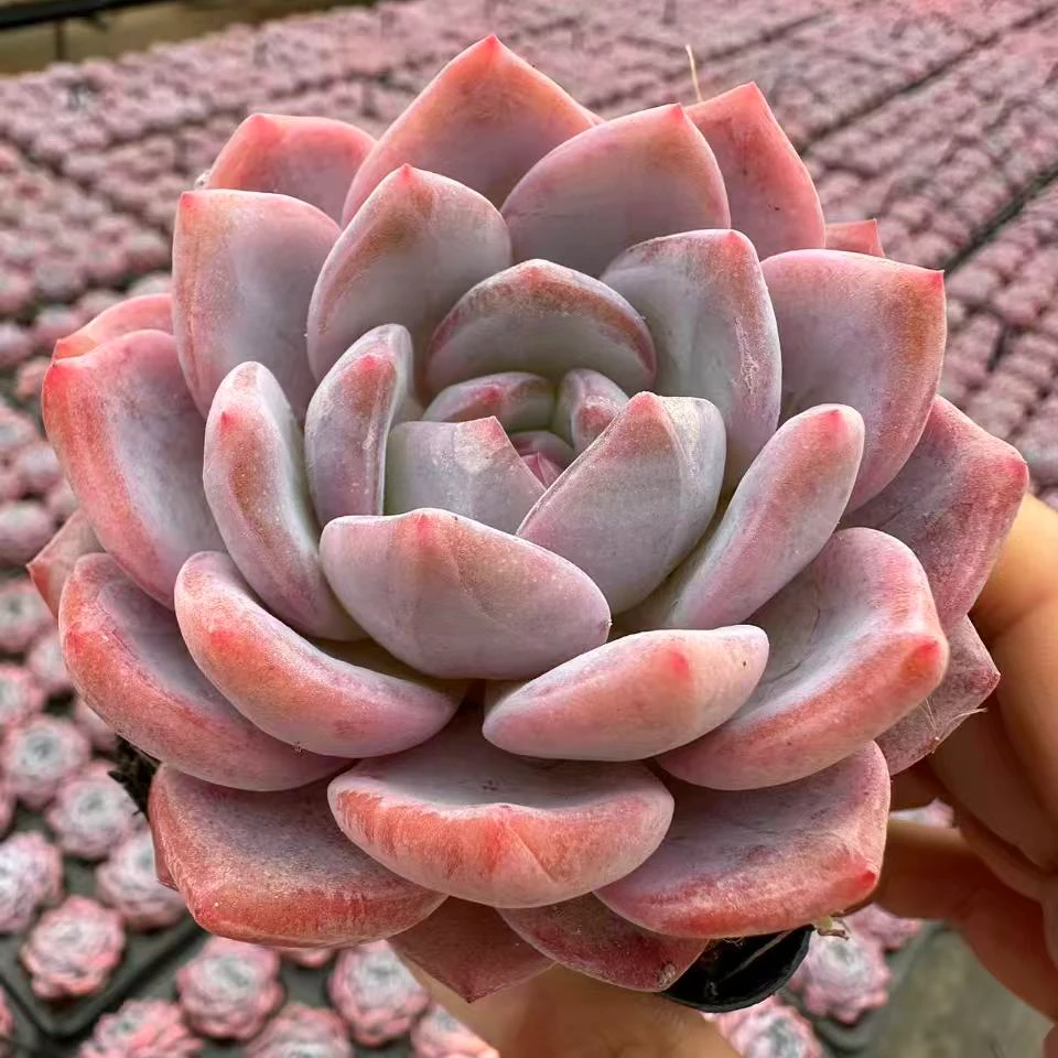 7#糖心雪天使优选版多肉植物 前男友精品多肉 SM0240