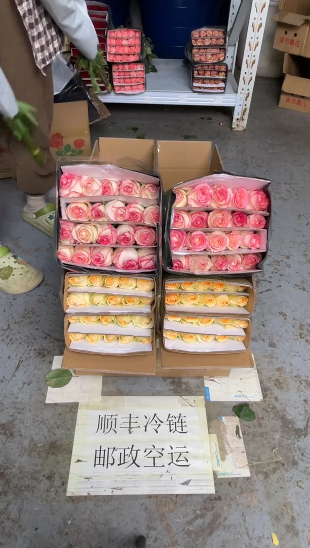 香槟20枝+艾沙20枝