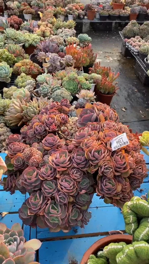 【闪购商品】1394秀妍缀