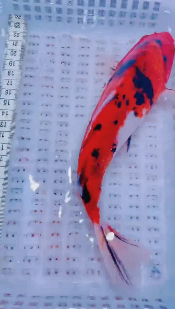 锦鲤血统锦鲤全场包邮30