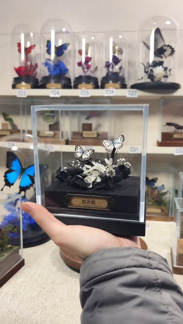 真实的大自然蝴蝶标本