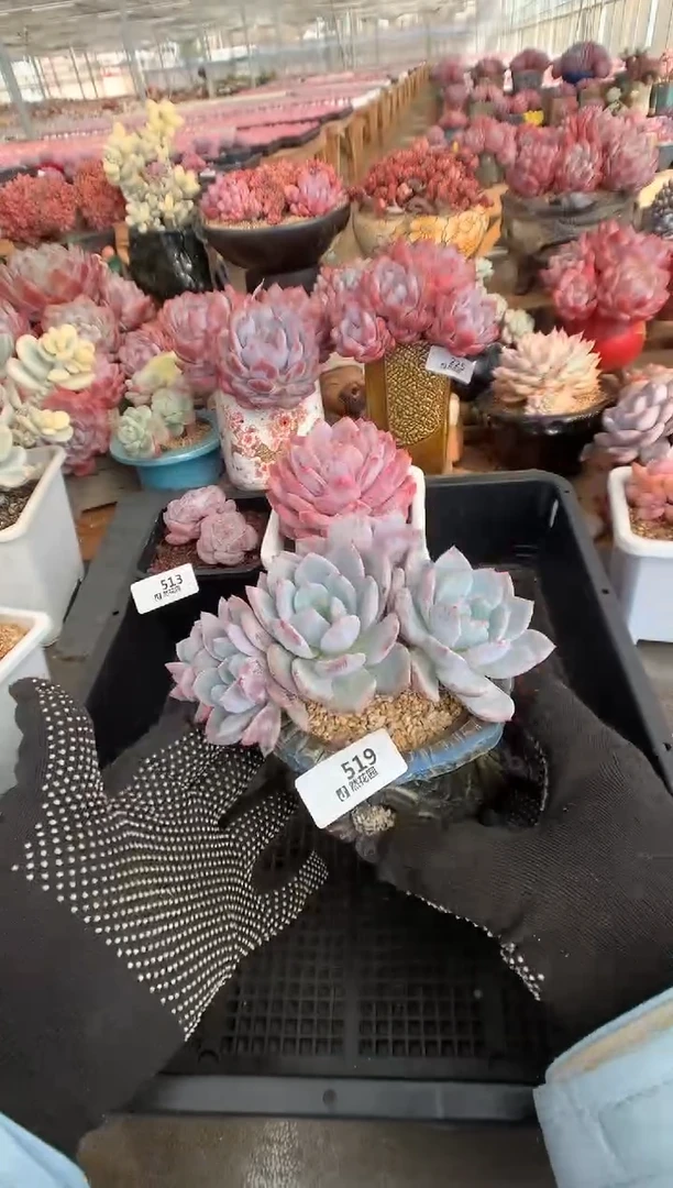 519星影缀多肉植物一物一拍