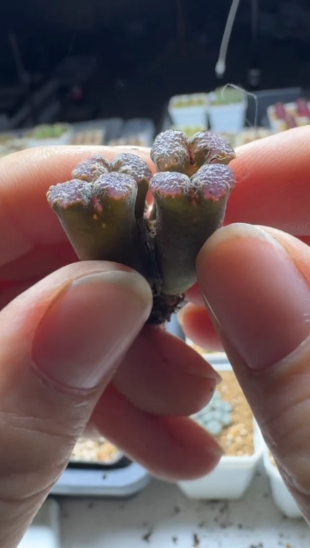 【闪购商品】17-189