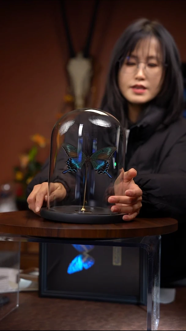 绿带翠凤蝶夏 玻璃罩款   常规