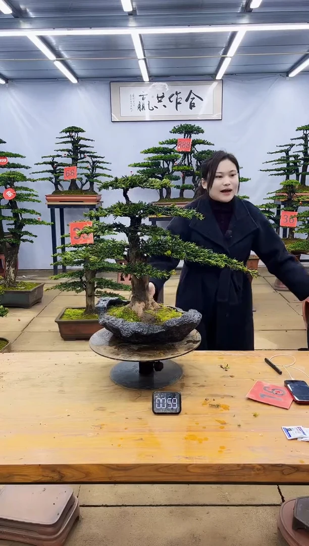 【闪购商品】高端盆景一物一拍，所见即所得