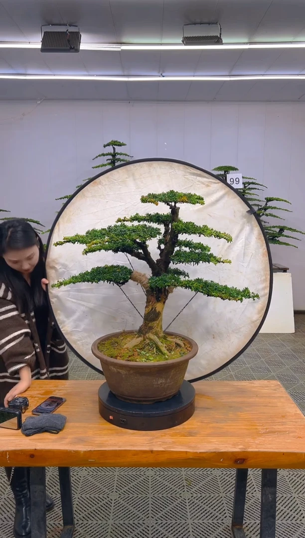 无花朵一物一拍一物一拍