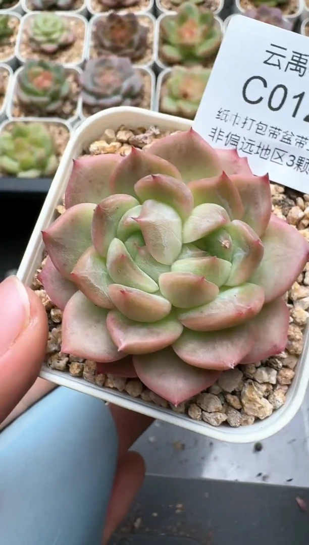 122C云禹多肉植物 带盆土纸巾打包 3颗包邮