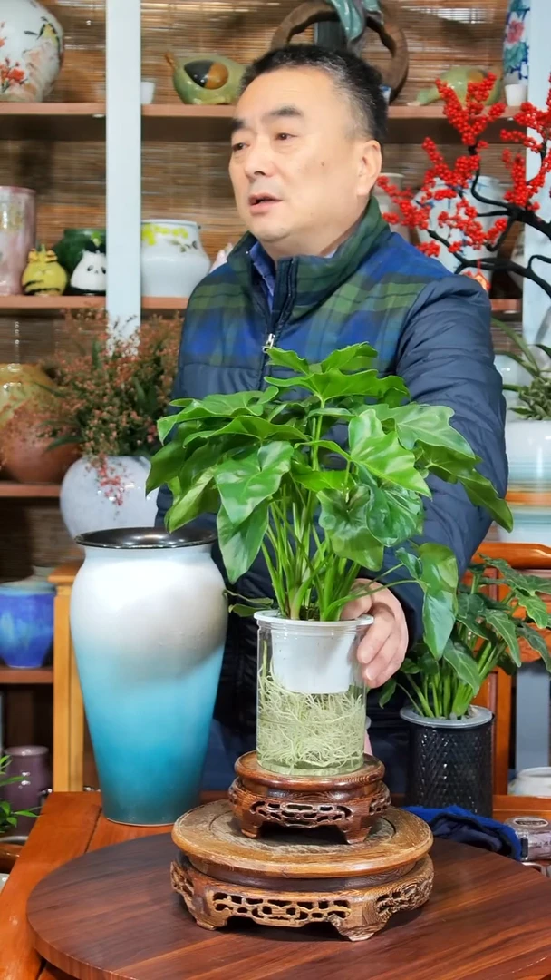 无花朵朱*力水之韵水培春羽