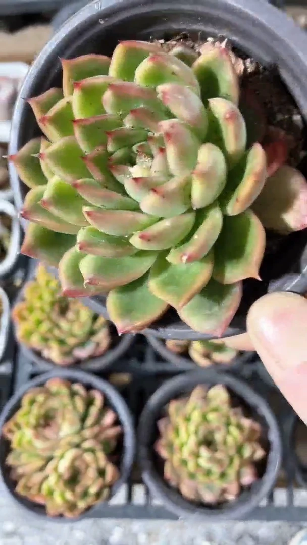 【闪购商品】90盆冰天使单头多肉