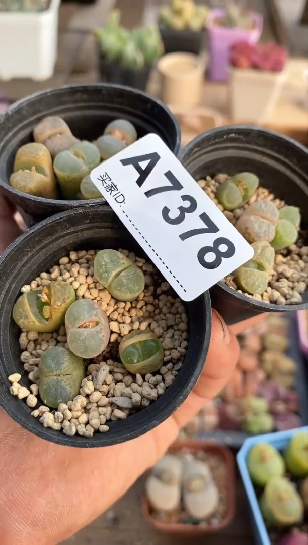 【闪购商品】7378直播间一物一拍