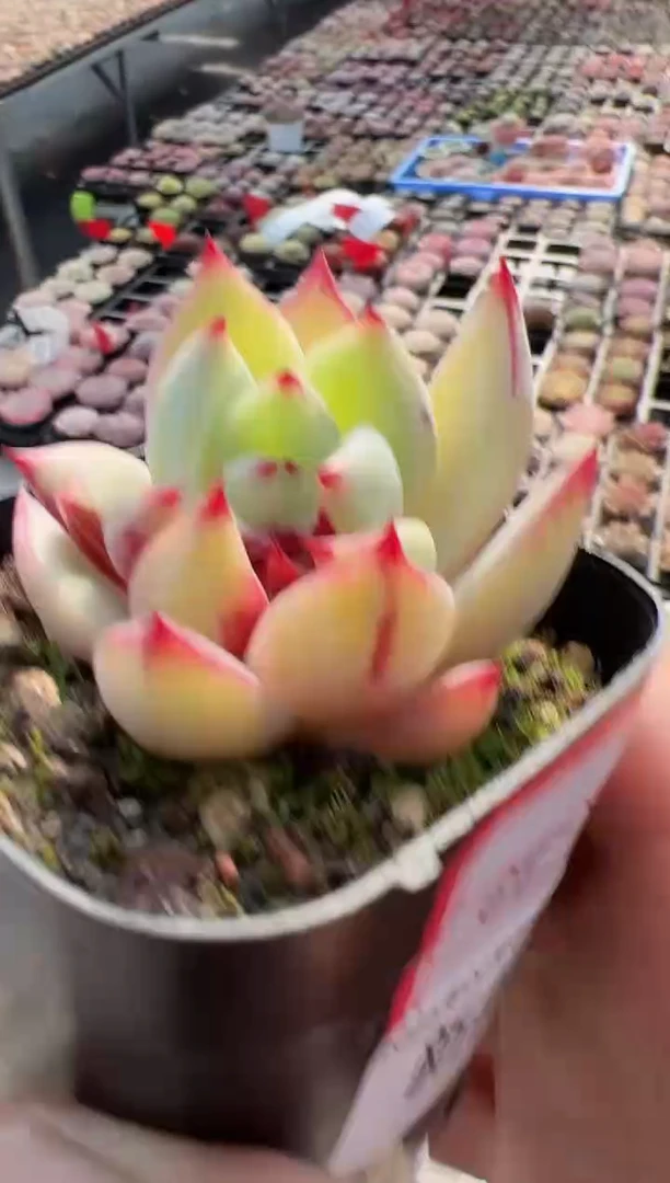 【闪购商品】新款多肉-168