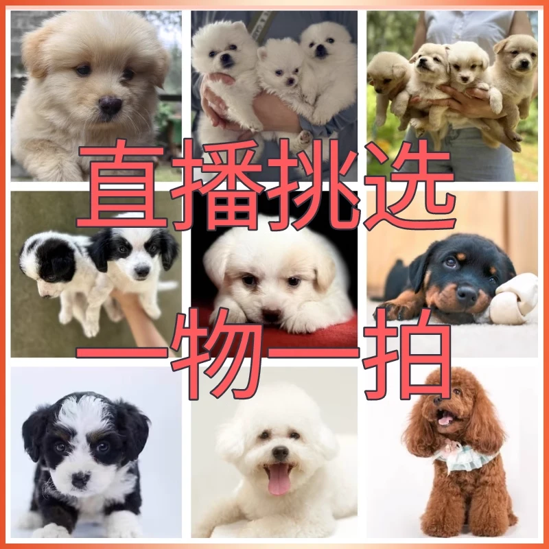 活体宠物狗狗直播专用链接