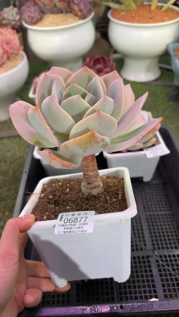 【闪购商品】06877