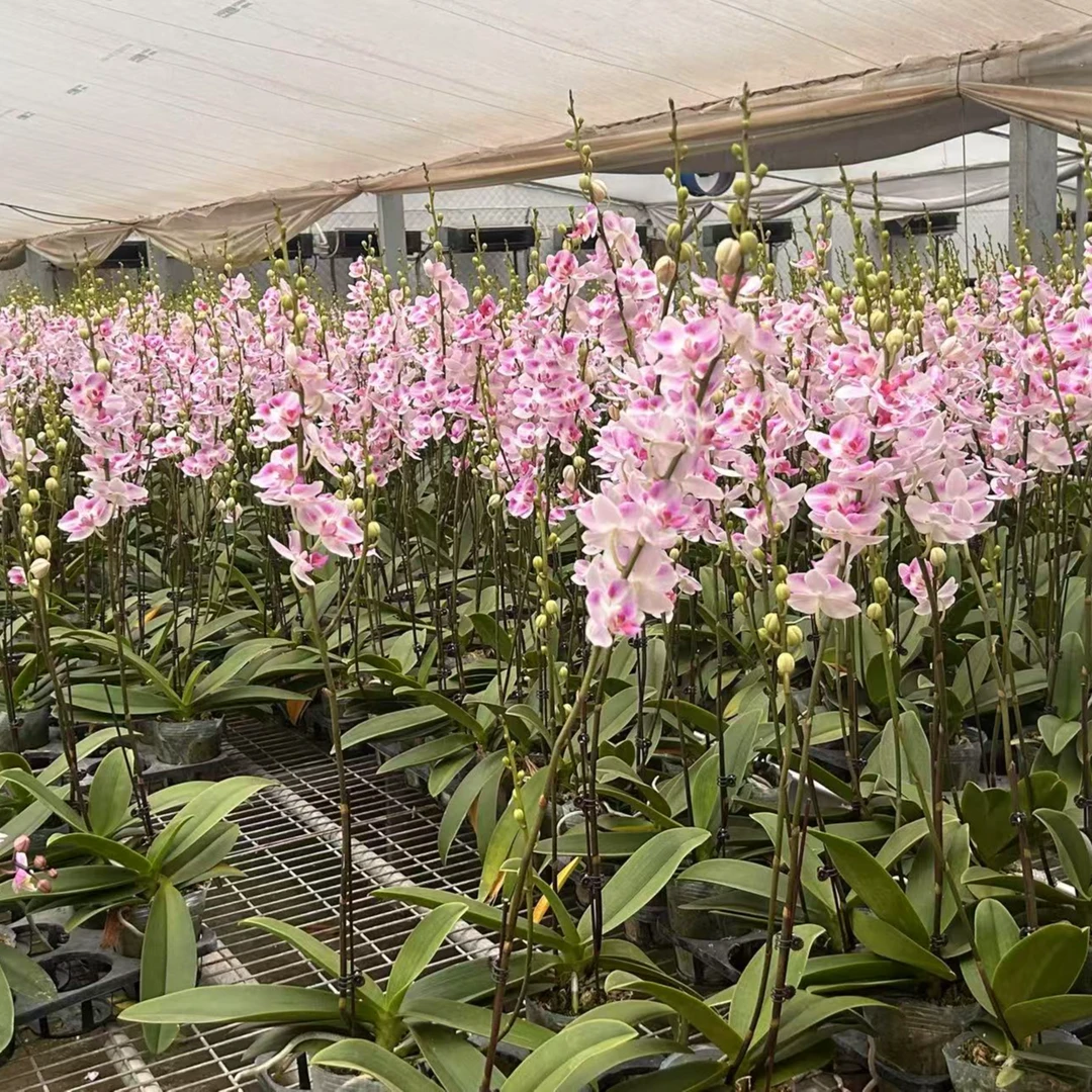 【天空】精品蝴蝶兰 大苗洋兰花苗 花期长 小型花  大杯