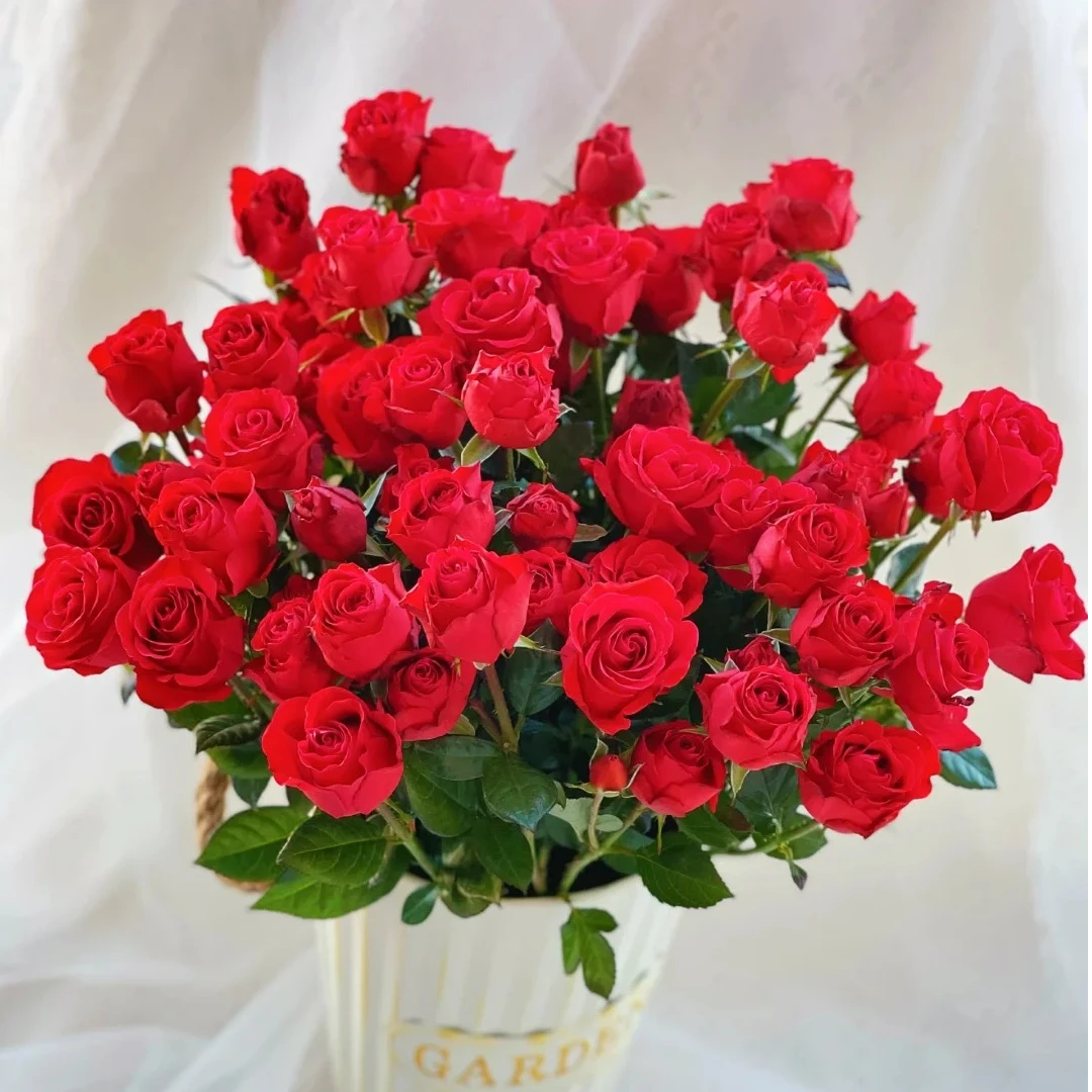 【梵花印梦玫瑰】霓虹1把  一单包邮，两单升级顺丰或京东冷链