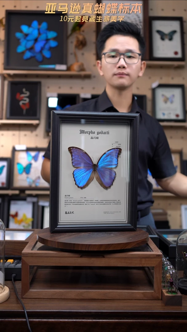 动物蝴蝶标本竞拍A11