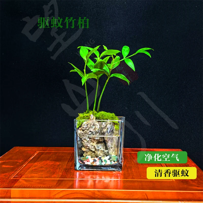 竹柏驱蚊竹四叶草盆景驱蚊植物花卉办公室桌面禅意绿植微景观