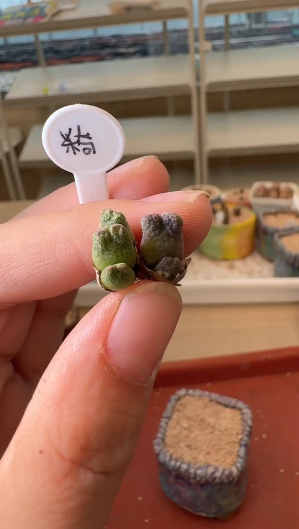13-171多肉植物肉锥