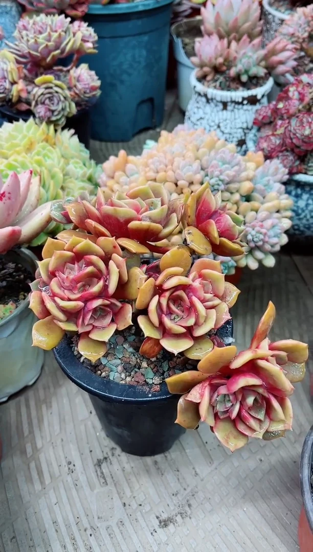 【闪购商品】22010