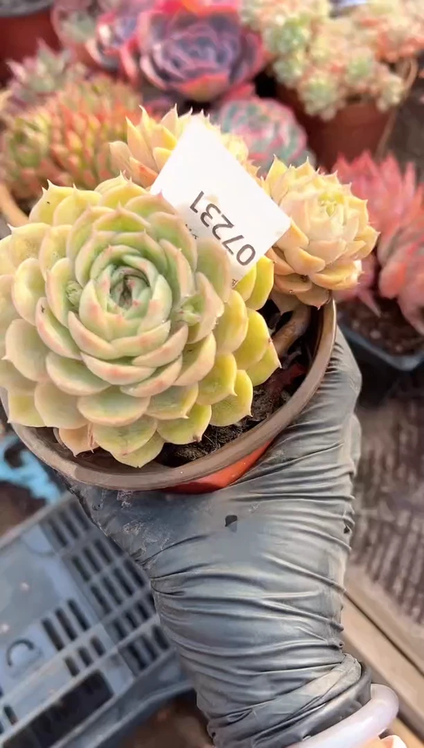 花**夏多肉植物一物一拍07231