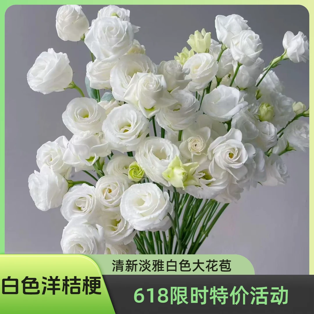 【白色洋桔梗】大花高品质花期长洋桔梗云南基地现采直发好养包邮