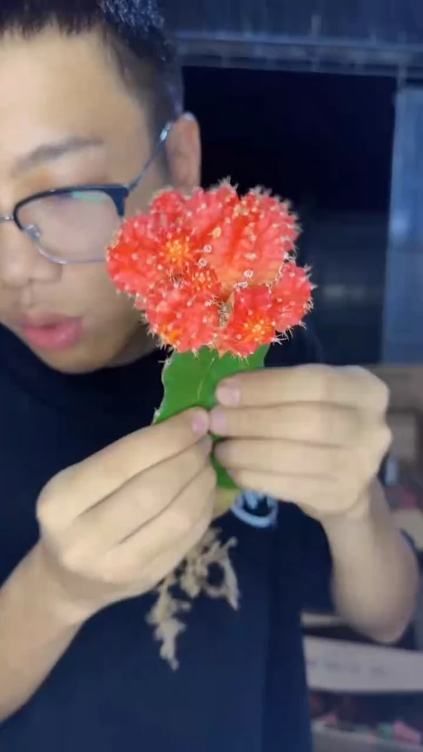 3颗 橙红彩带【嫁接】