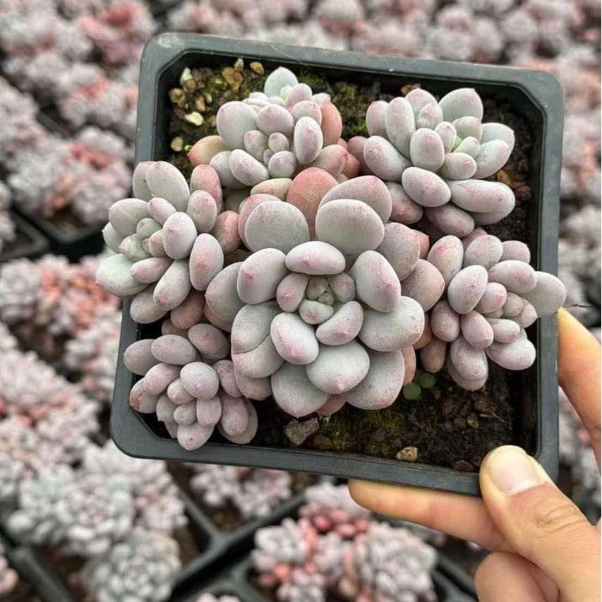 15#甜心泡芙多肉植物  前男友精品多肉A0012