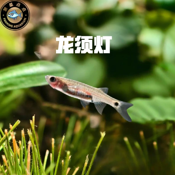 龙须灯鱼活体热带鱼清洁鱼草缸工具鱼除油膜鱼鱼缸好帮手包邮好养