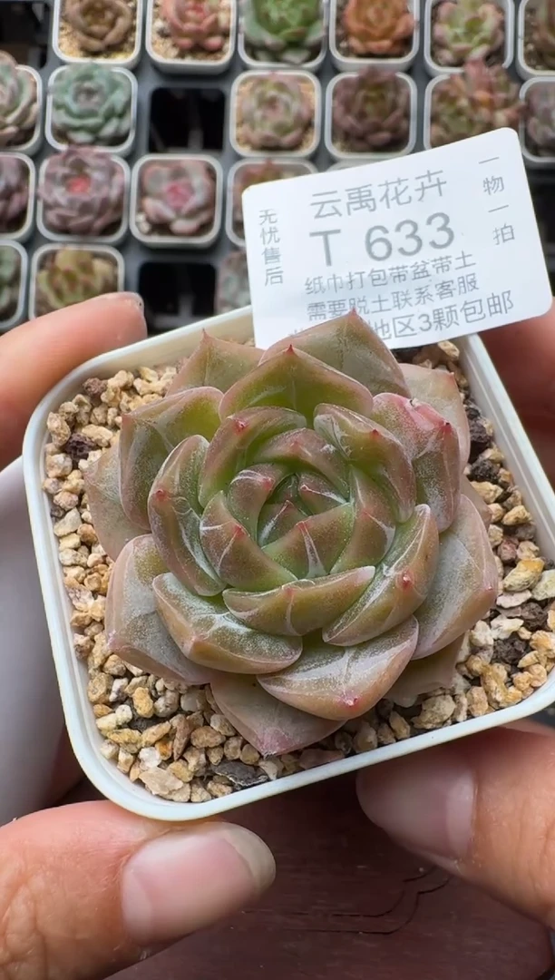 633带盆土发 当场拍3颗以上包柚 多肉植物 一物一拍