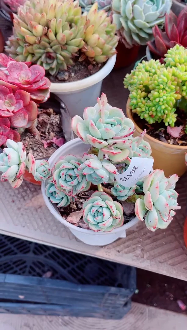 26173多肉植物一物一拍