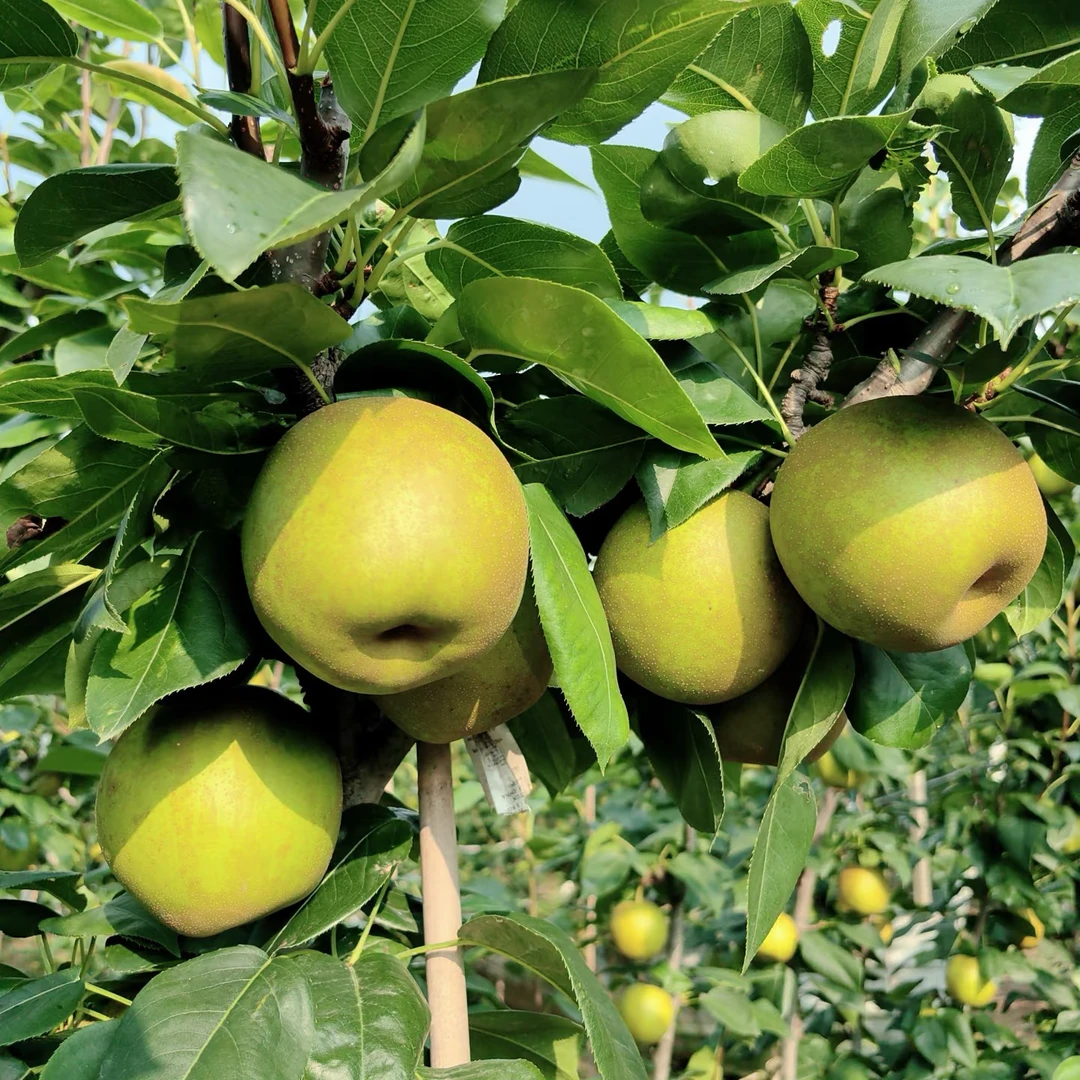 【崇明翠冠梨水果】上海崇明岛翠冠梨酥脆甜汁水足新鲜采摘现摘现发上海市