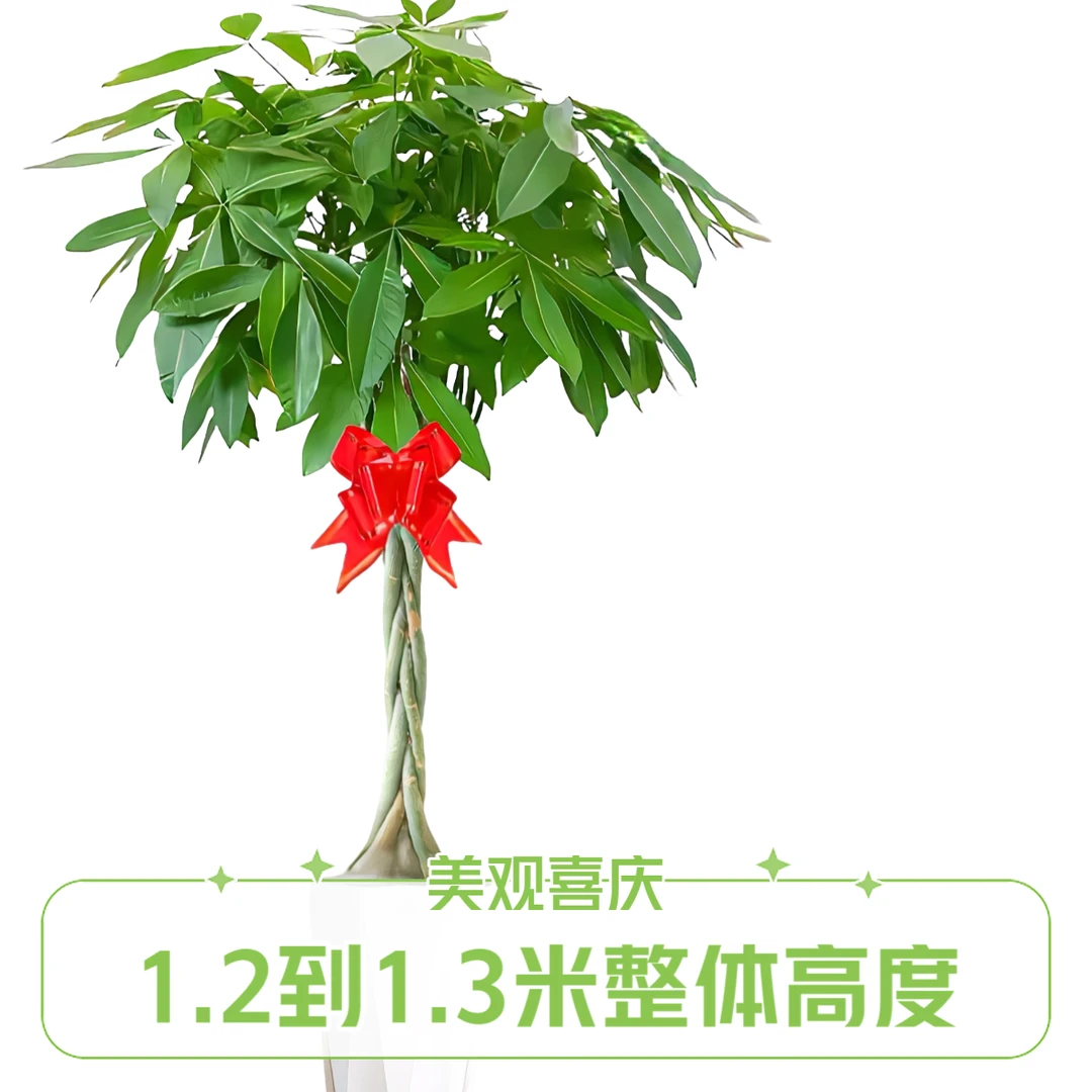 【1.2-1.3米】辫子发财树客厅大型绿植除甲醛门店开业乔迁送礼喜庆