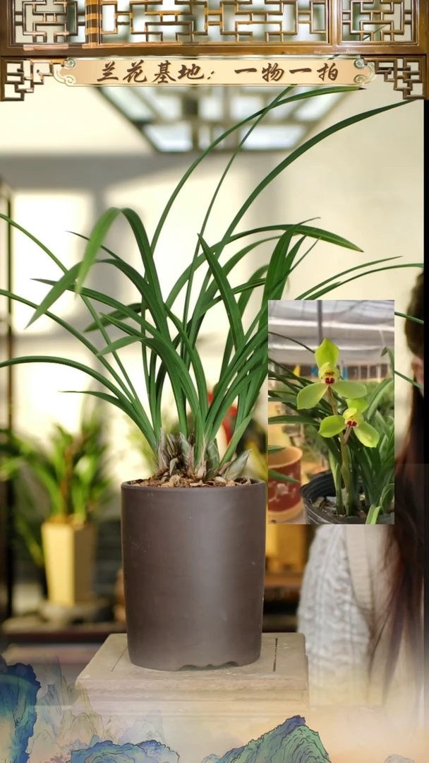 全部花苞春剑大富贵5花苞