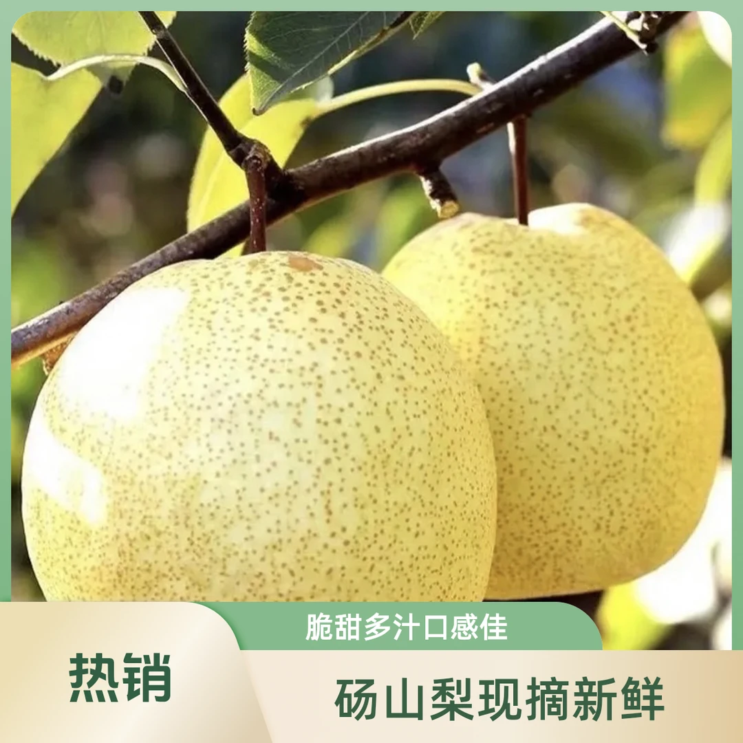 正宗砀山酥梨现摘现发皮薄多汁脆甜爆汁健康美味水果