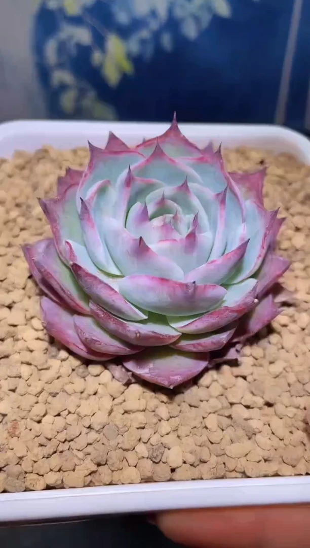 【闪购商品】040惊鸿仙子多肉