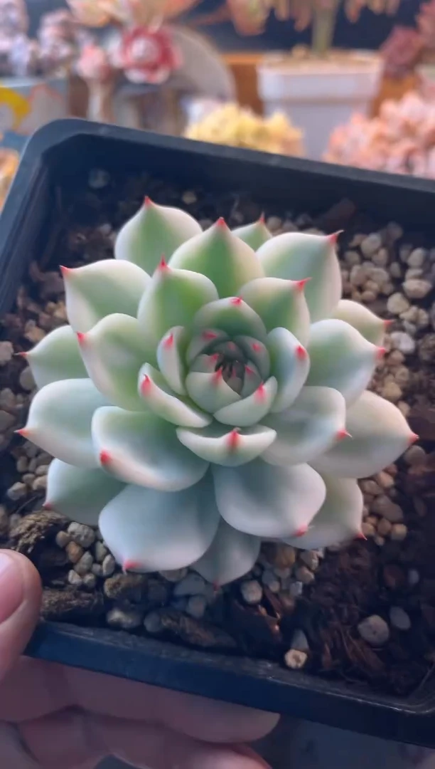 10.24-18吉娃娃锦11111111111111