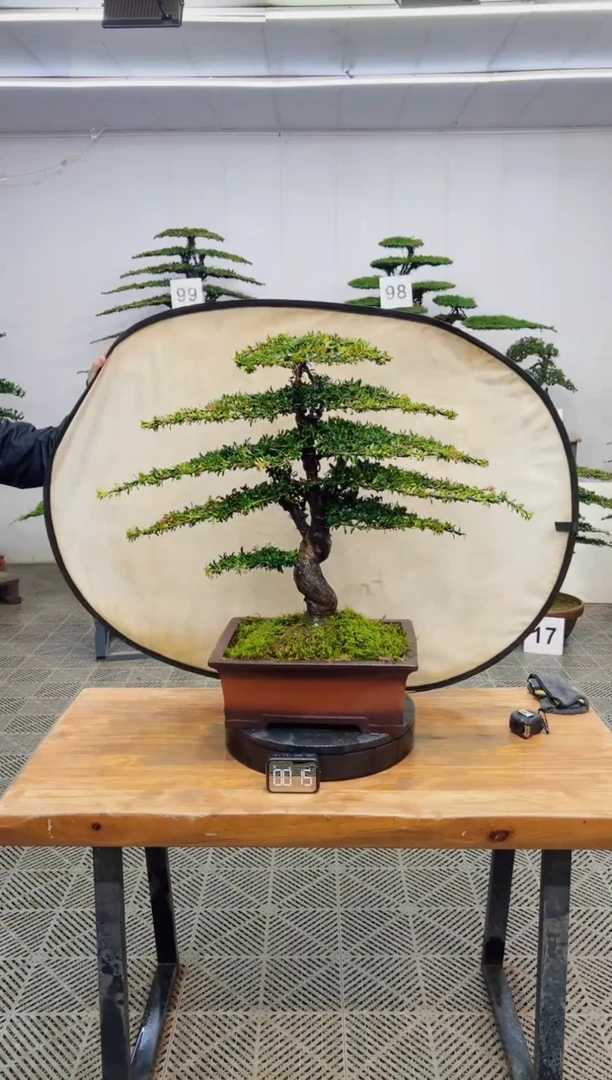 无花朵造型盆景一物一拍