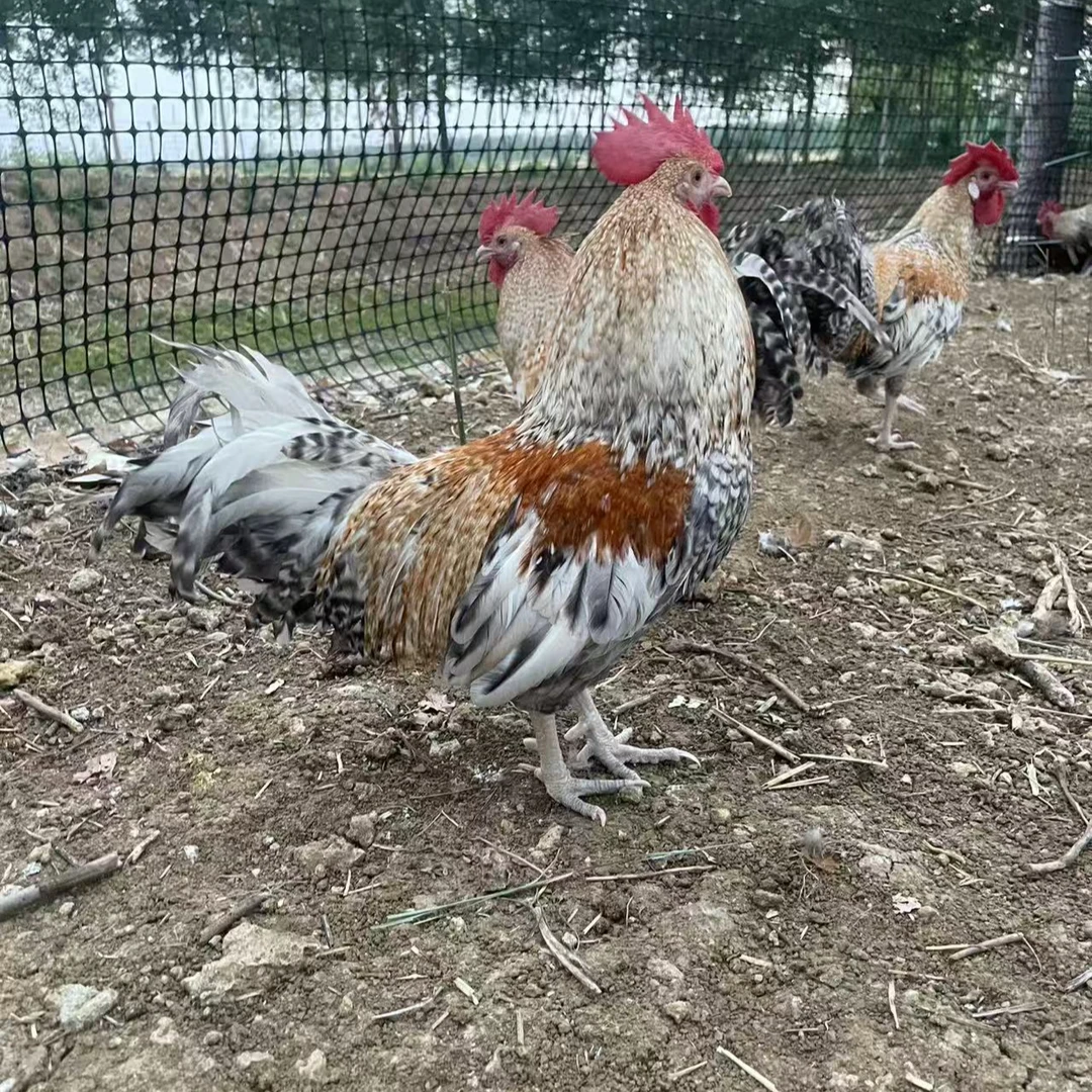 金芦花脱温宠物鸡包邮到家