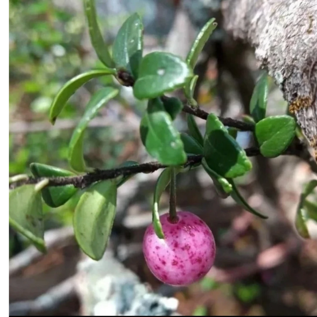 云南五翅莓开花结果不落叶