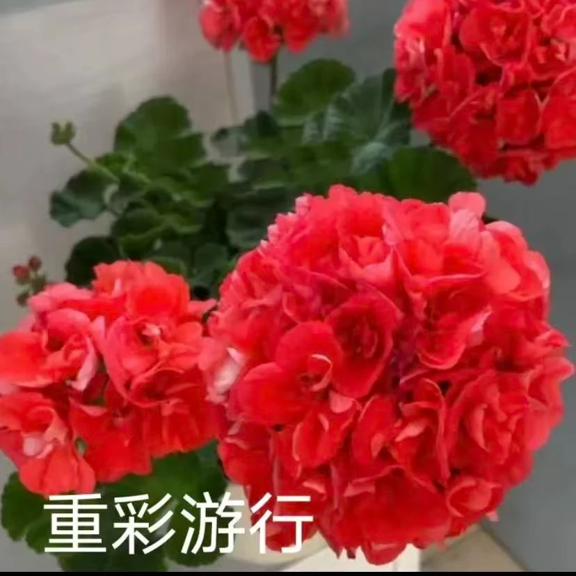 直立天竺葵重彩游行（不拍保温不包冻损）