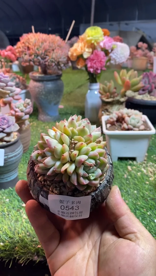【闪购商品】冰山珍妮0543