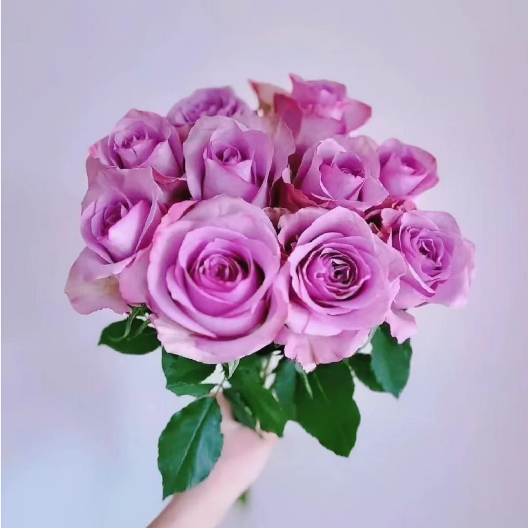 【紫霞仙子】单头玫瑰     两单升级冷链，三单升级空运