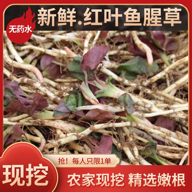 贵州农家现挖鱼腥草折耳根新鲜嫩根带泥节节根当季凉拌火锅食红叶