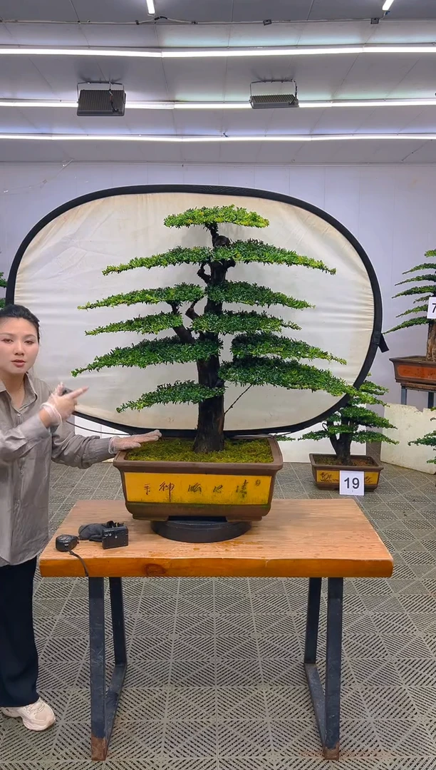 无花朵一物一拍一物一拍