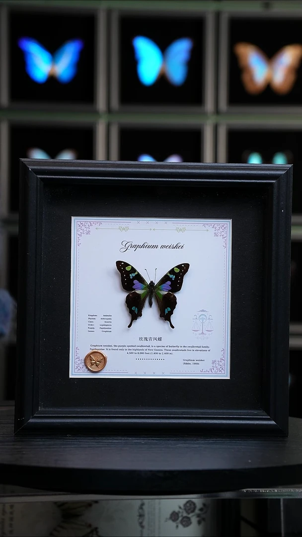 玫瑰青凤蝶星座款天秤座