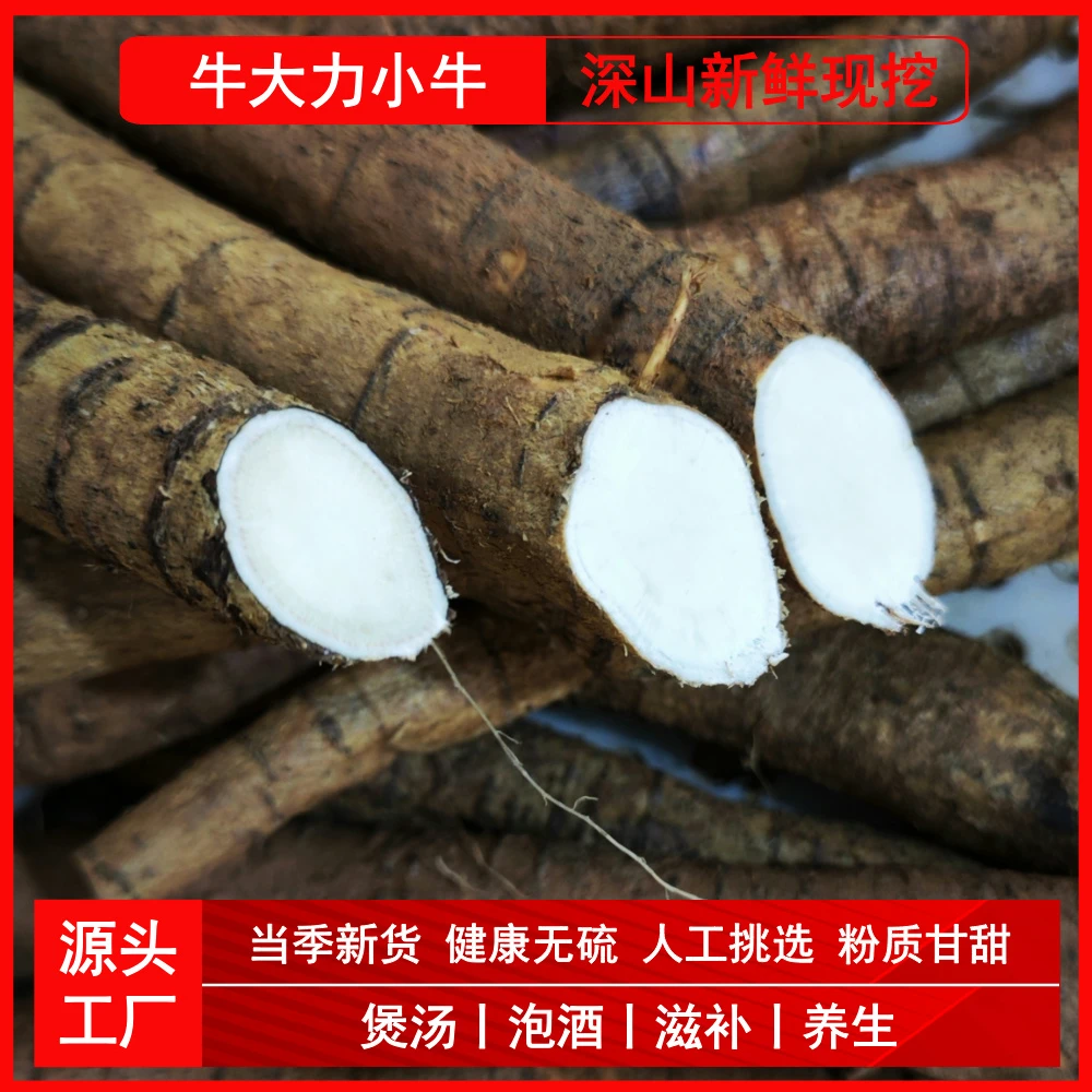 深山现挖牛大力小牛鲜货500g精壮男性泡酒材料滋补养生中药材500g