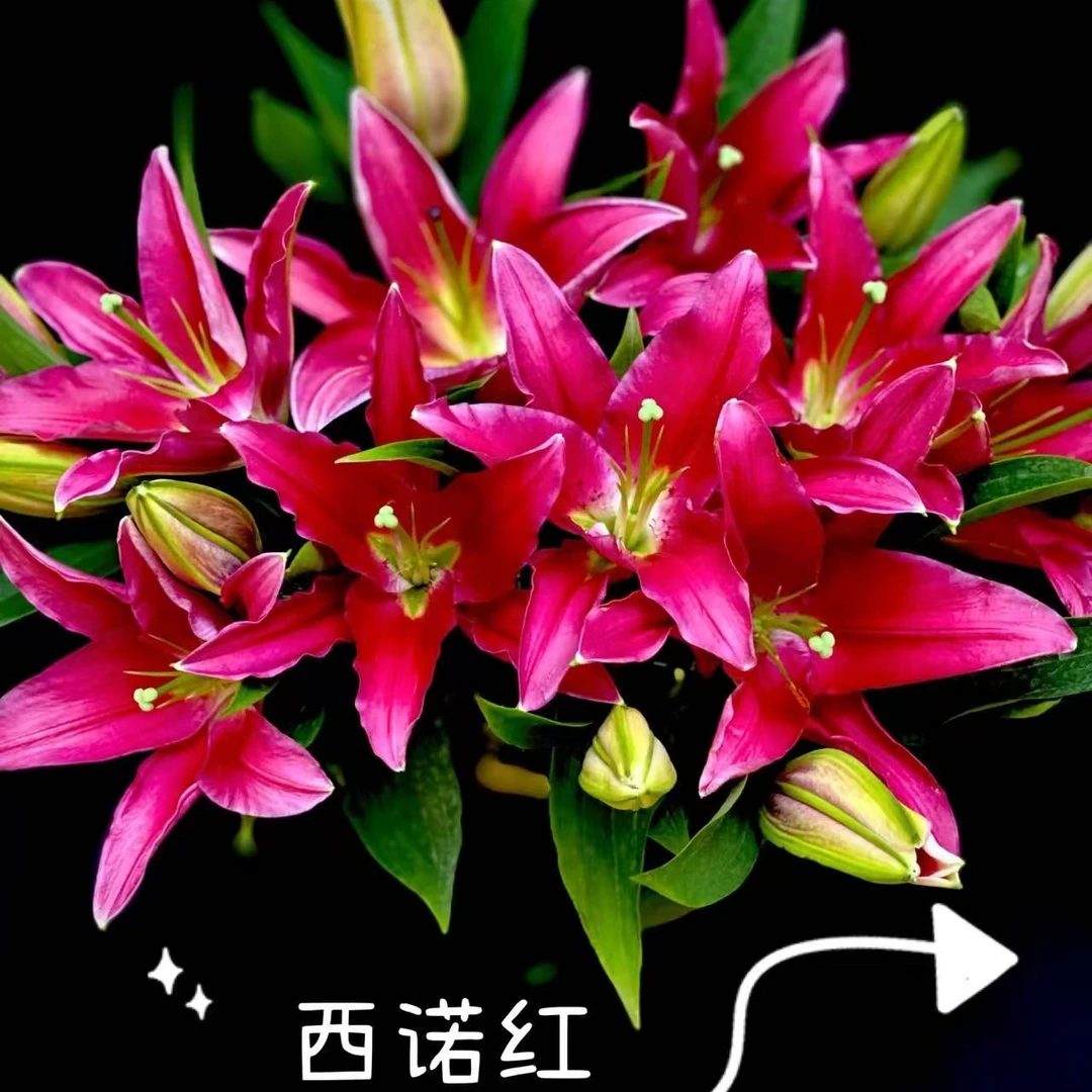【六哥花卉】【西诺红 稀有香水百合】 全场鲜花两单空运