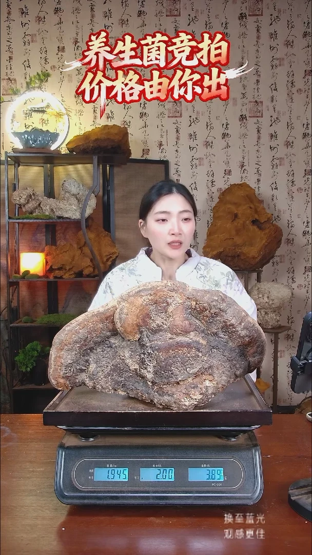 红缘拟层孔菌中国大陆【藏区野生】红缘树舌（3.89斤）40-50年份