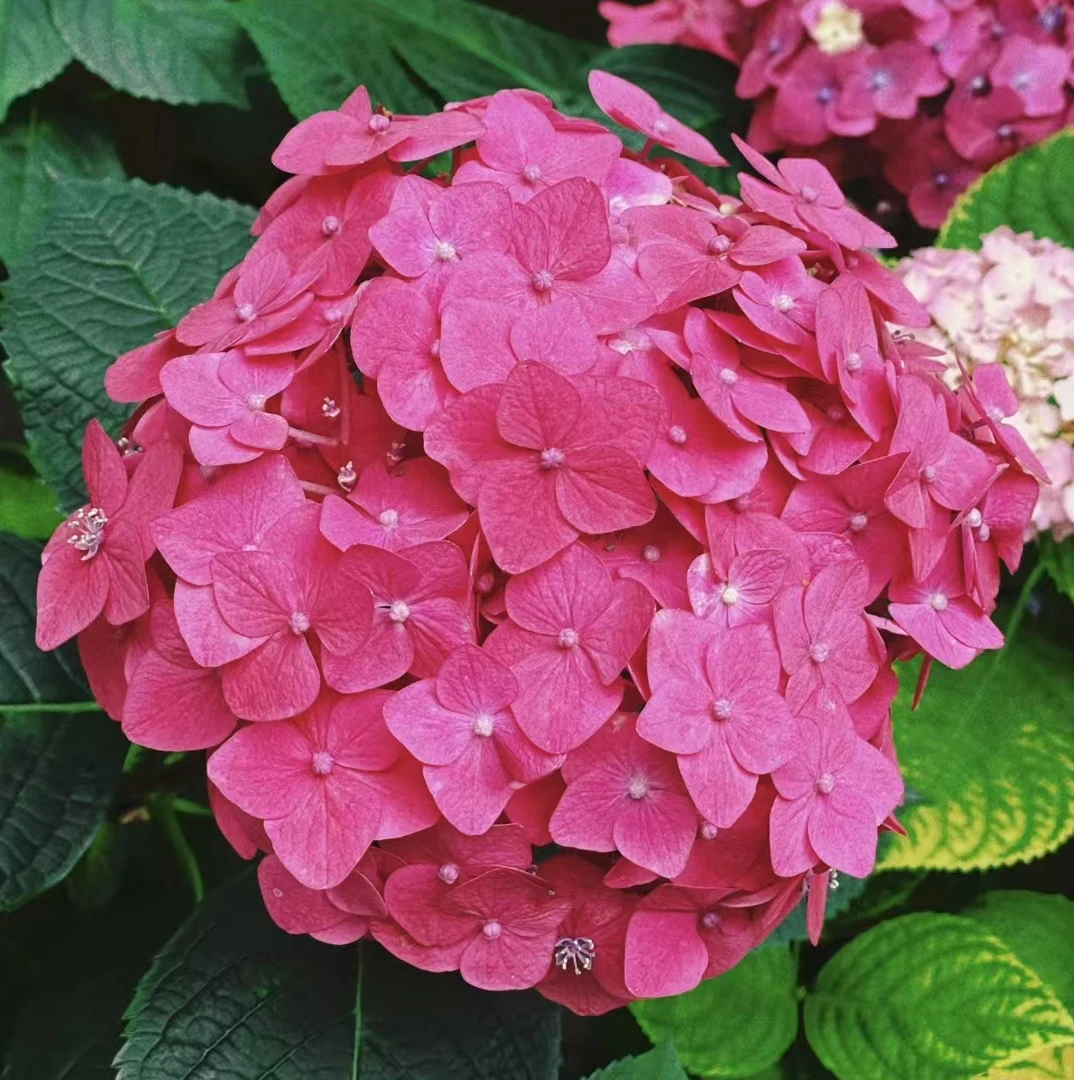 红色无尽夏 红色 生花苞发货 大2加仑 大花绣球 花卉盆栽